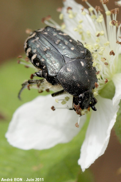 White-spotted Rose Beetle (Oxythyrea funesta)