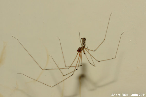 Pholque phalangide (Pholcus phalangioides)