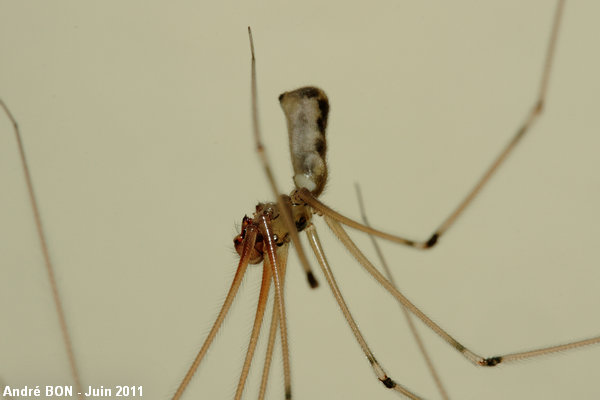 Daddy-long-legs spider - Pholcus opilionoides 