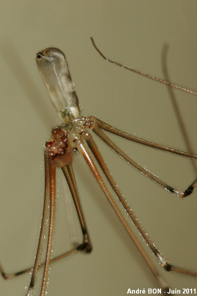 Pholque phalangide (Pholcus phalangioides)