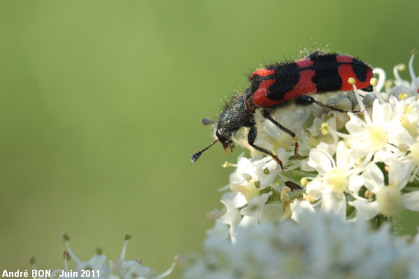 Clairon des ruches (Trichodes alvearius)