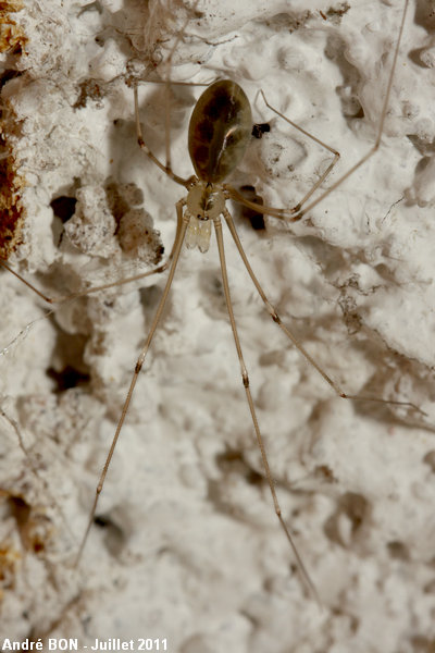 Pholque phalangide (Pholcus phalangioides)