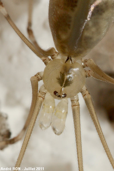 Pholque phalangide (Pholcus phalangioides)