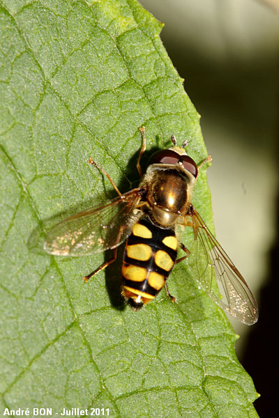 Vagrant Hoverfly (Eupeodes corollae)