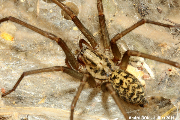 House spiders of the atrica group (Tegenaria (atrica) sp.)