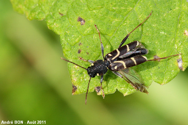 Clyte antilope (Xylotrechus antilope)