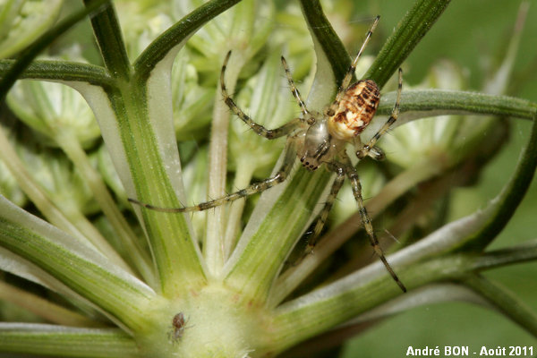 Metellina of the segmentata group (Metellina segmentata-mengei)