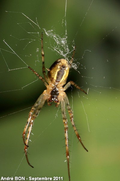 Metellina of the segmentata group (Metellina segmentata-mengei)