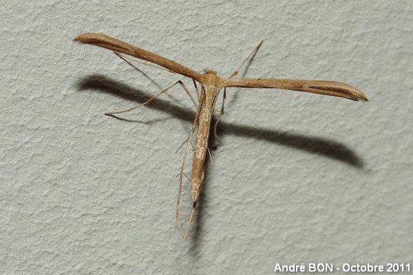 Pterophore-aile-plume  Photothèque de l'Écolothèque