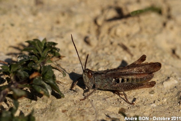 Chorthippus du groupe brunneus (Chorthippus brunneus-biguttulus-mollis)