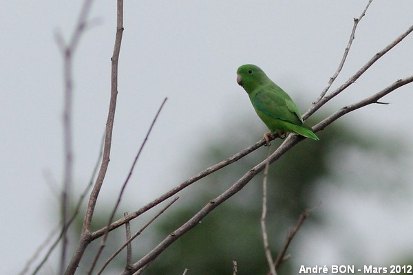 Green-rumped Parrotlet (Forpus passerinus)