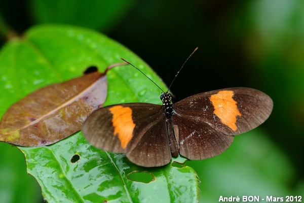 Red Postman Heliconius Erato