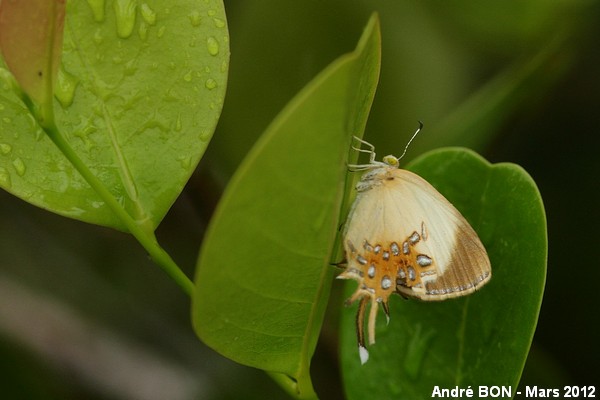 Gold drop store butterfly