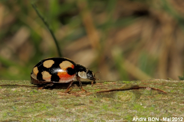 Ten-spotted Ladybird (Adalia decempunctata)