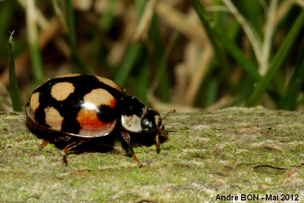 Ten-spotted Ladybird (Adalia decempunctata)