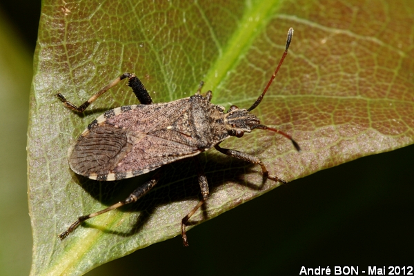 Ceraleptus gracilicornis