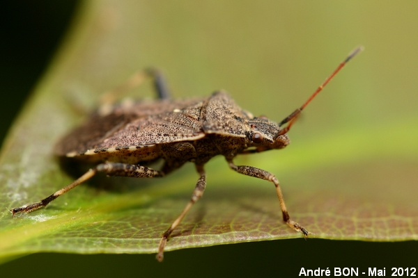 Ceraleptus gracilicornis