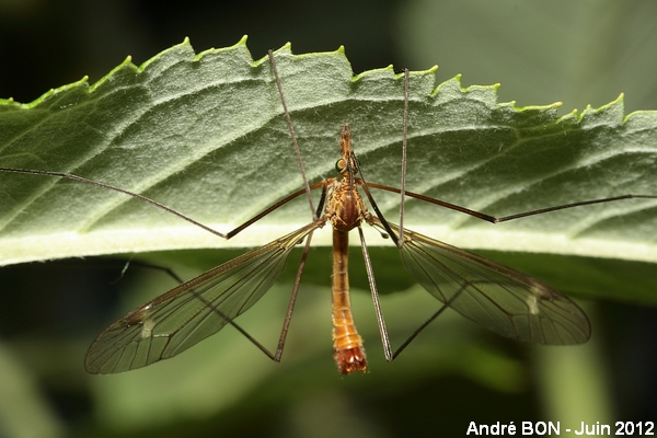 Tipules du sous-genre Lunatipula (Tipula (Lunatipula) sp)