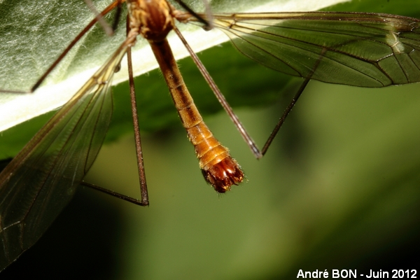 Tipules du sous-genre Lunatipula (Tipula (Lunatipula) sp)