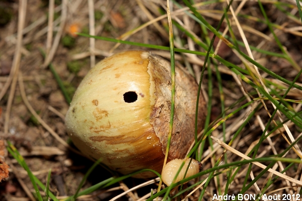 Nut Weevil (Curculio nucum)