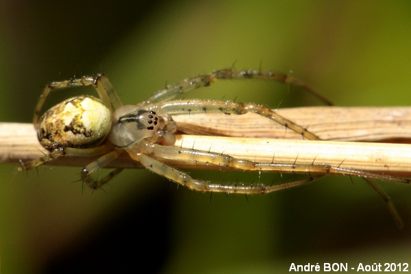 Metellina of the segmentata group (Metellina segmentata-mengei)