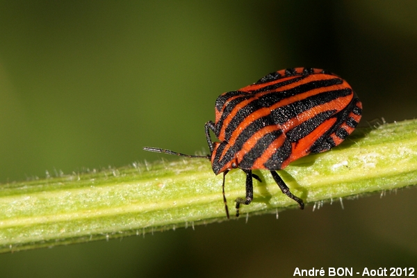 Italian Striped-Bug (Graphosoma italicum)