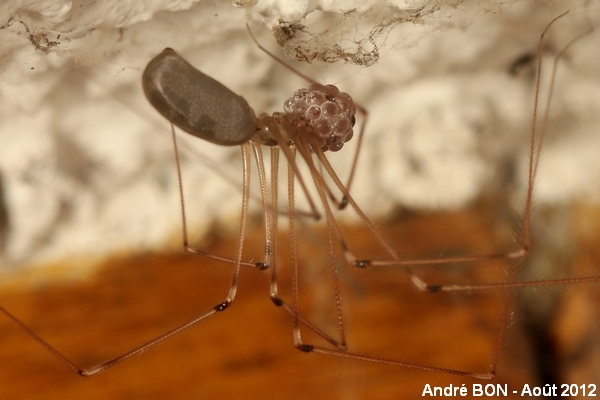 Daddy-long-legs spider - Pholcus opilionoides 