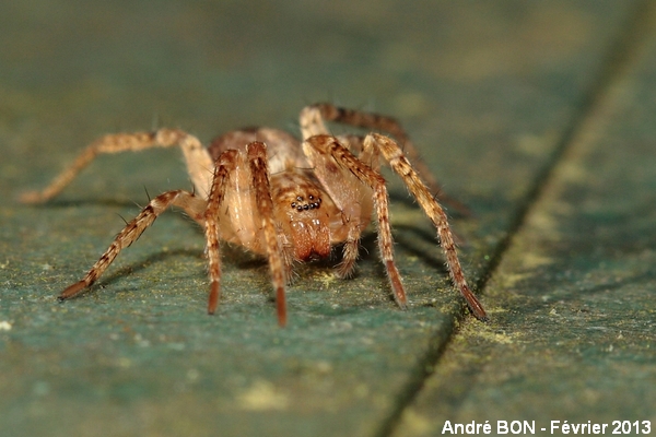 Buzzing Spider (Anyphaena accentuata)