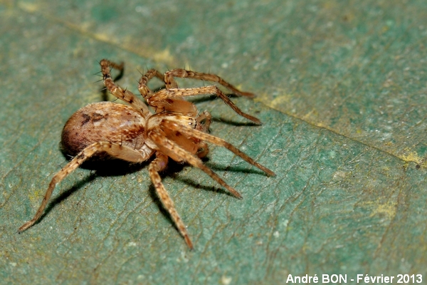 Buzzing Spider (Anyphaena accentuata)