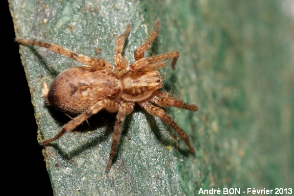 Buzzing Spider (Anyphaena accentuata)