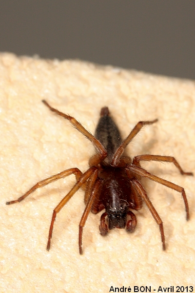 Bark Sac Spider (Clubiona corticalis)