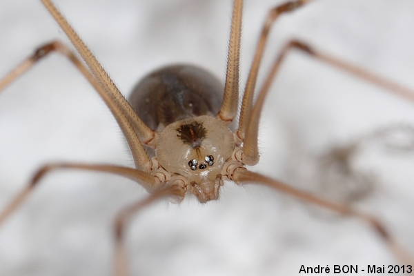 Pholque phalangide (Pholcus phalangioides)