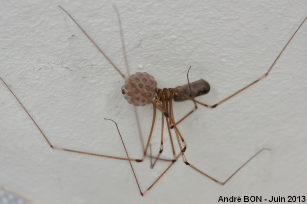 Pholque phalangide (Pholcus phalangioides)