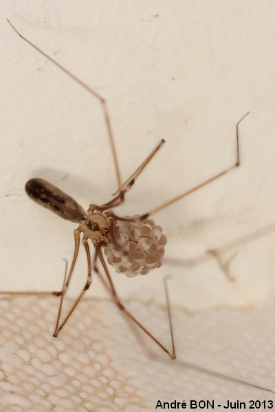 Pholque phalangide (Pholcus phalangioides)