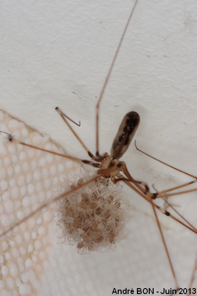 Pholque phalangide (Pholcus phalangioides)