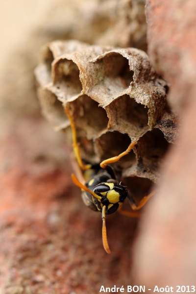 Poliste Gaulois Polistes Dominula