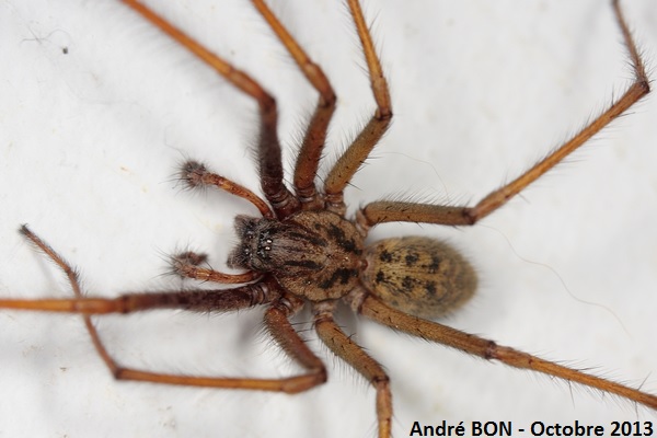 Dust Spider (Eratigena atrica)