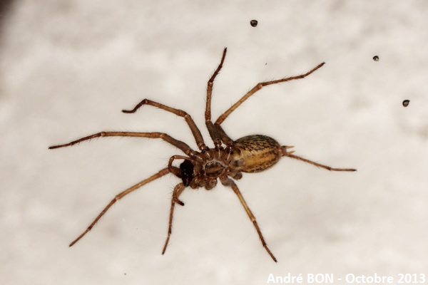 Photo - Common House Spider - Eratigena atrica 