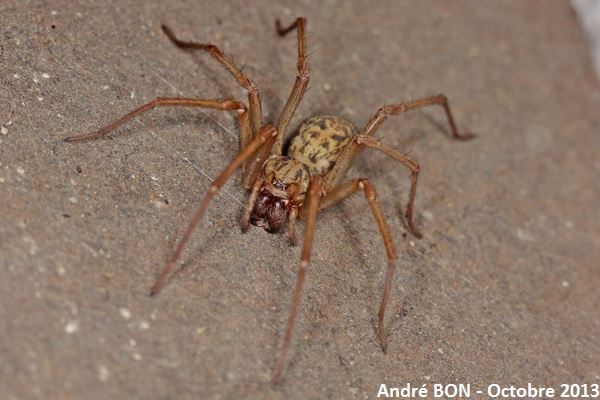 Dust Spider (Eratigena atrica)