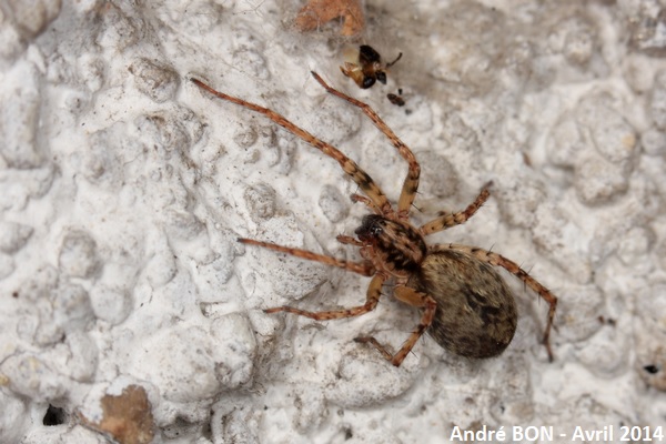 Buzzing Spider (Anyphaena accentuata)