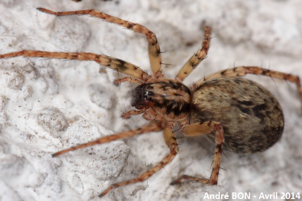 Buzzing Spider (Anyphaena accentuata)