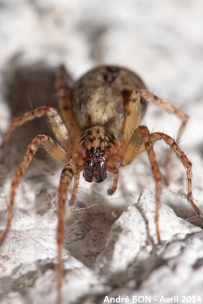 Buzzing Spider (Anyphaena accentuata)