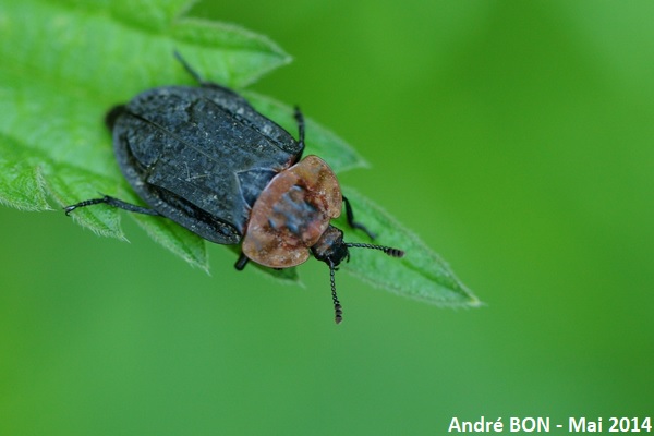 Red-Breasted Carrion Beetle (Oiceoptoma thoracicum)