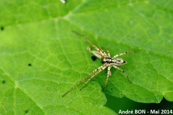 Buzzing Spider (Anyphaena accentuata)