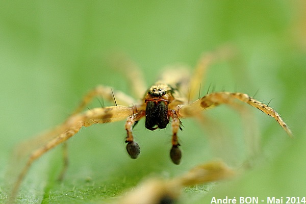 Buzzing Spider (Anyphaena accentuata)