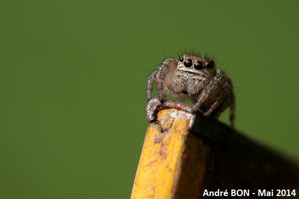 Evarcha arcuata