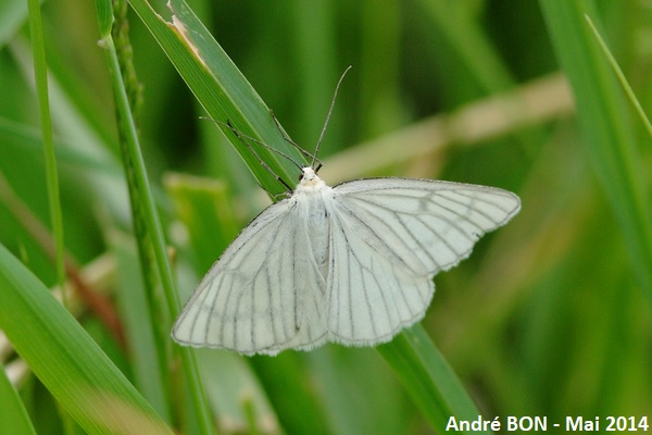 Black-veined Moth (Siona lineata)