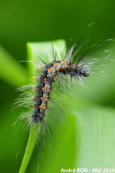 Lithosie quadrille (Lithosia quadra)