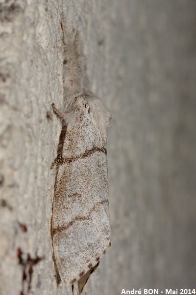 Pudibonde (Calliteara pudibunda)