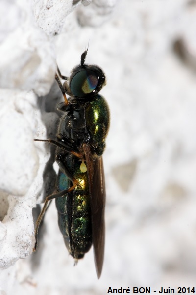 Chloromye agréable (Chloromyia formosa)